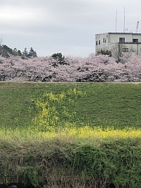 桜と菜の花　運河